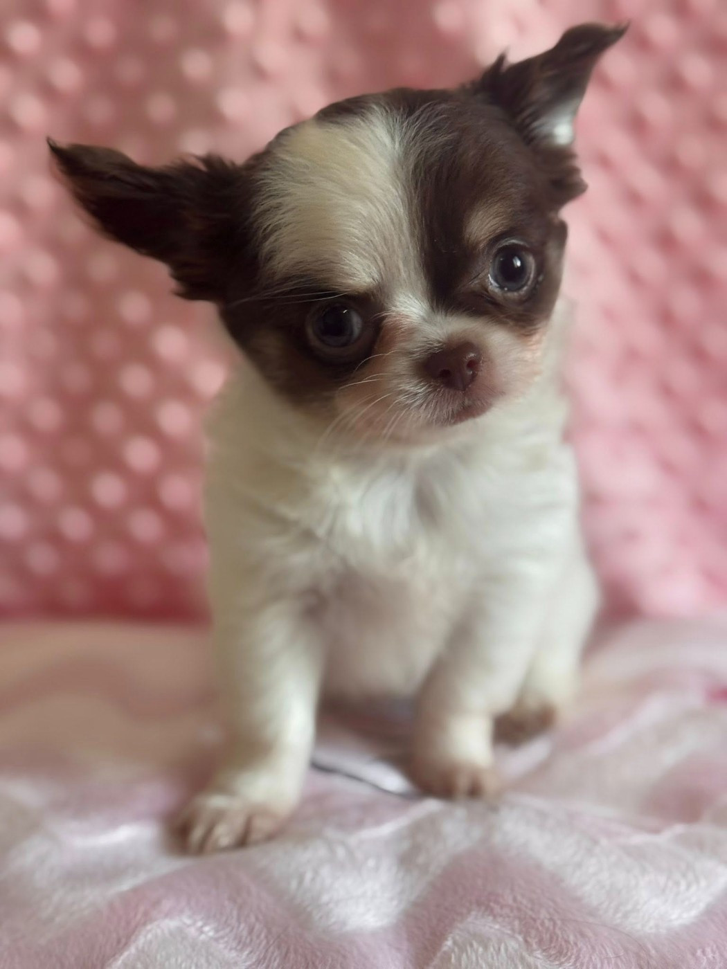 Du royaume de Matiliane - Chiots disponibles - Chihuahua
