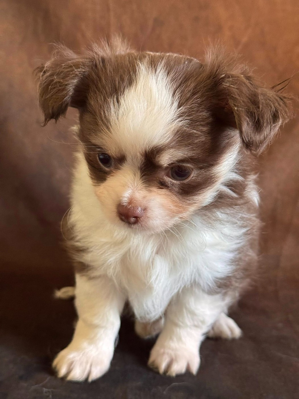 Du royaume de Matiliane - Chiots disponibles - Chihuahua