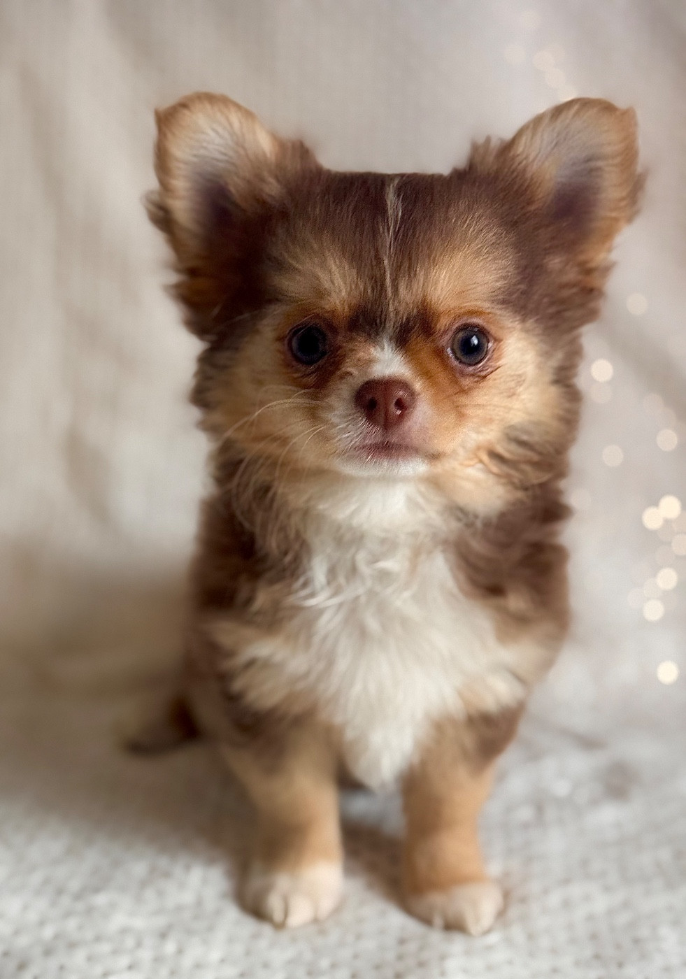 Du royaume de Matiliane - Chiots disponibles - Chihuahua