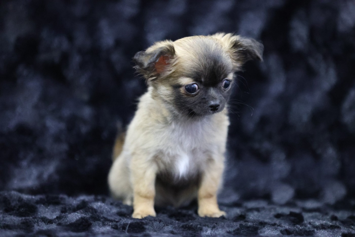 Du royaume de Matiliane - Chiots disponibles - Chihuahua