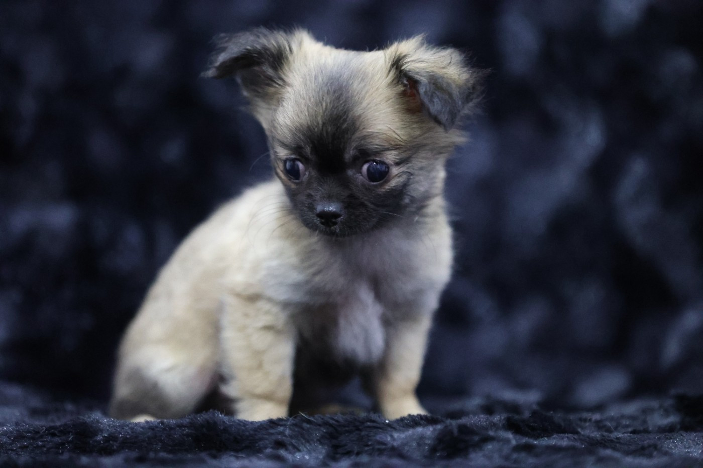 Du royaume de Matiliane - Chiots disponibles - Chihuahua