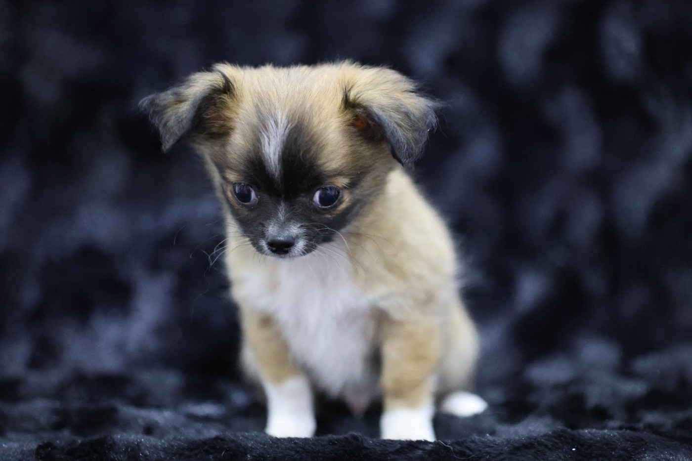 Du royaume de Matiliane - Chiots disponibles - Chihuahua