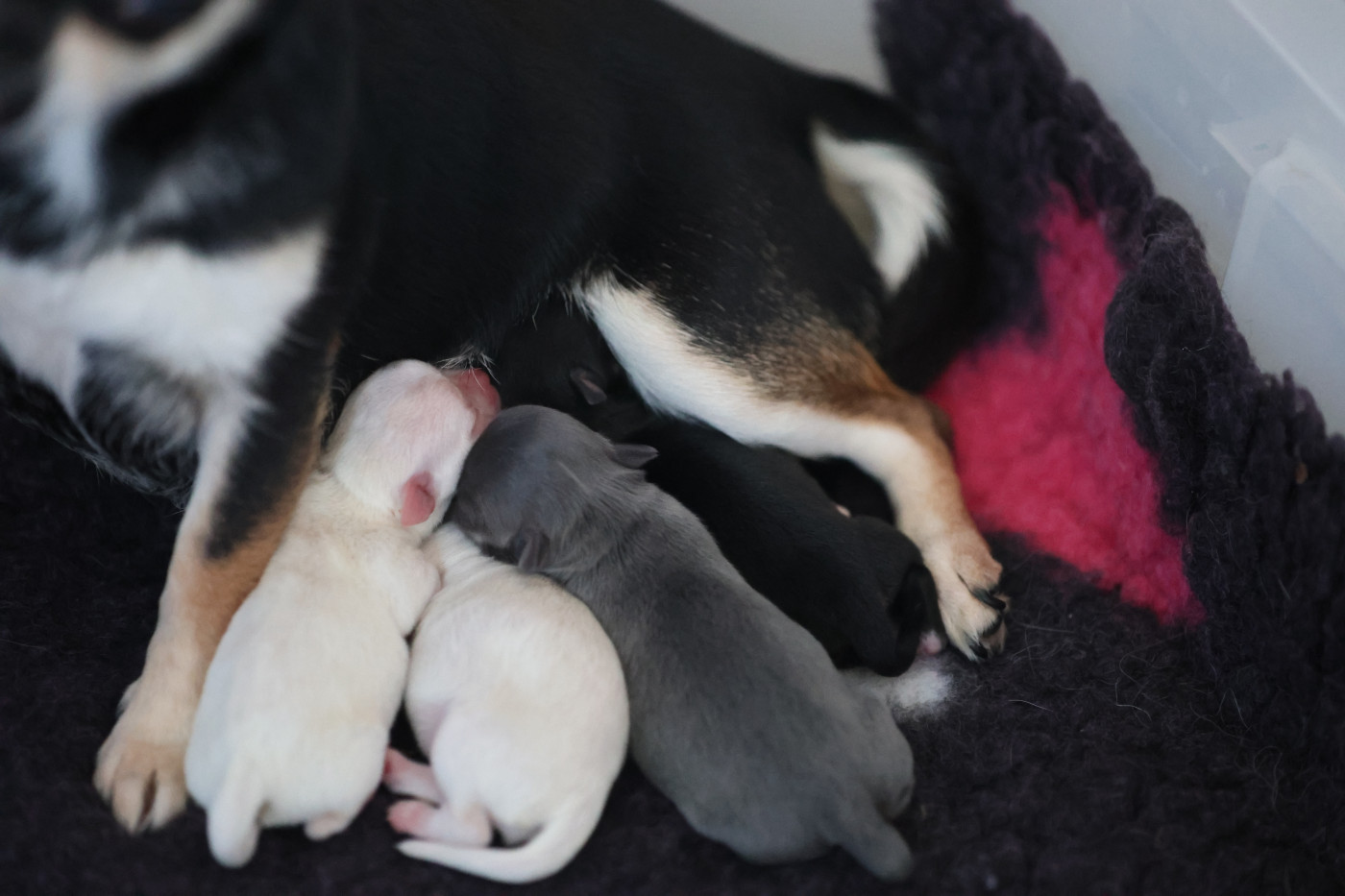 Chiot Chihuahua Du royaume de Matiliane