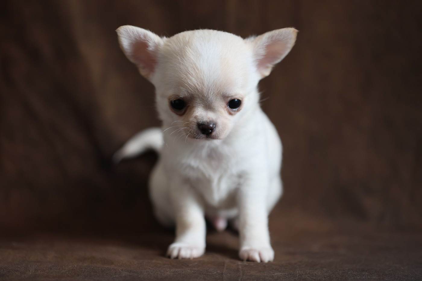 Du royaume de Matiliane - Chiots disponibles - Chihuahua