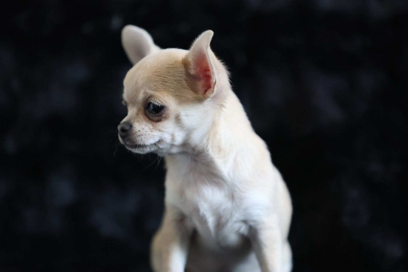 Du royaume de Matiliane - Chiots disponibles - Chihuahua
