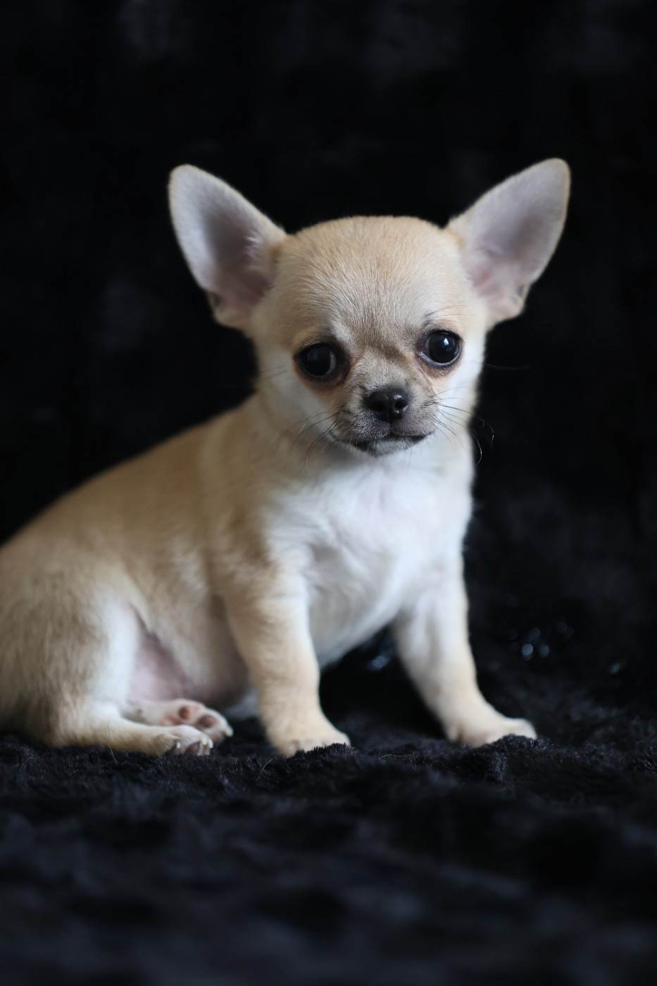 Du royaume de Matiliane - Chiots disponibles - Chihuahua