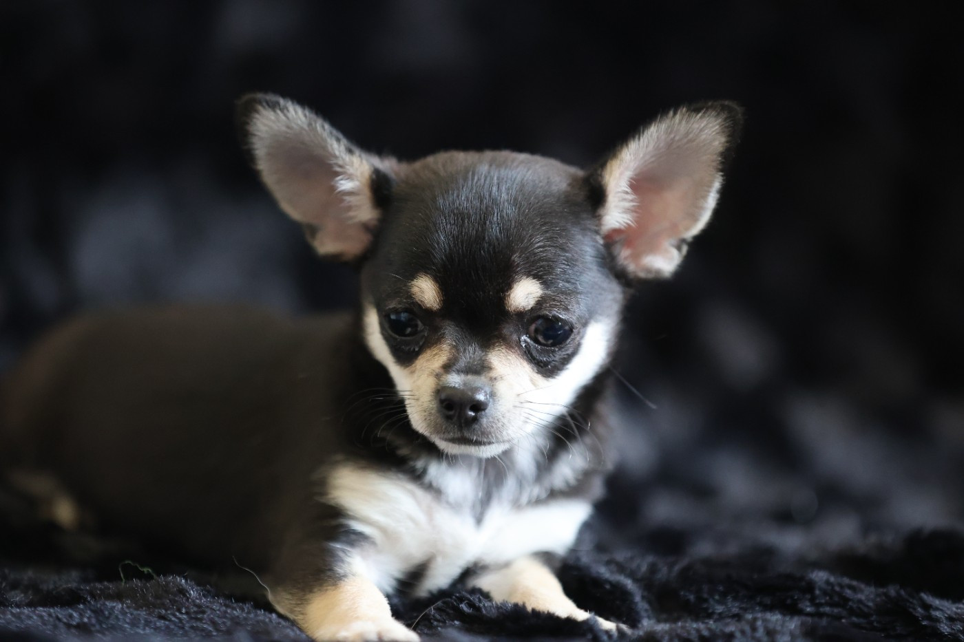 Du royaume de Matiliane - Chiots disponibles - Chihuahua