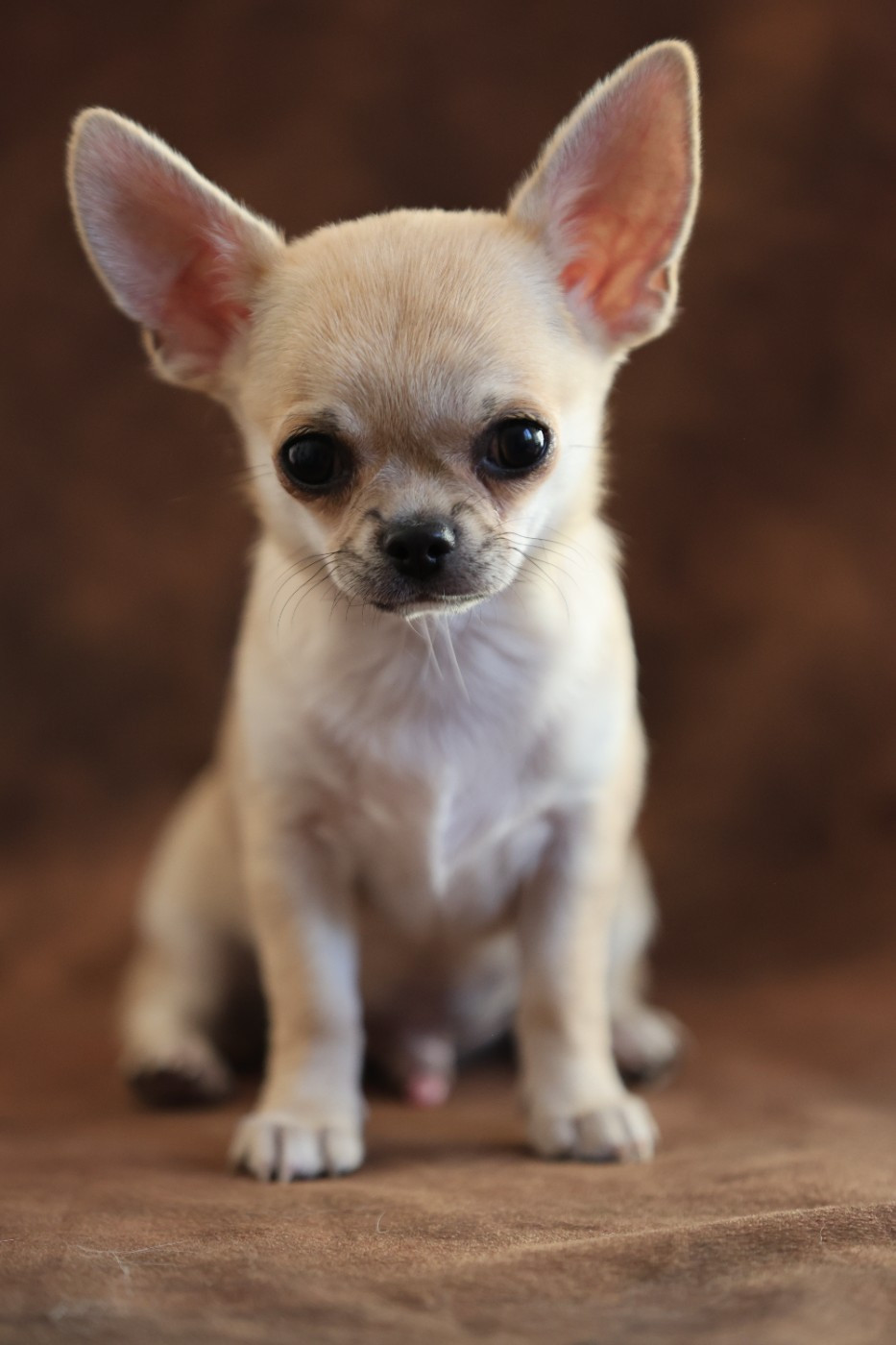 Du royaume de Matiliane - Chiots disponibles - Chihuahua