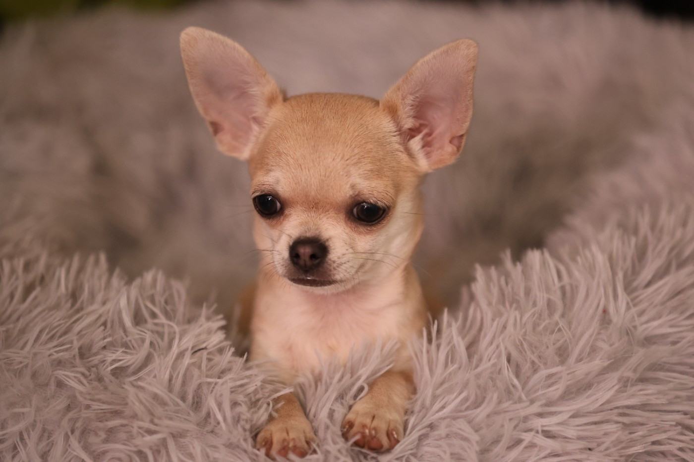 Du royaume de Matiliane - Chiots disponibles - Chihuahua