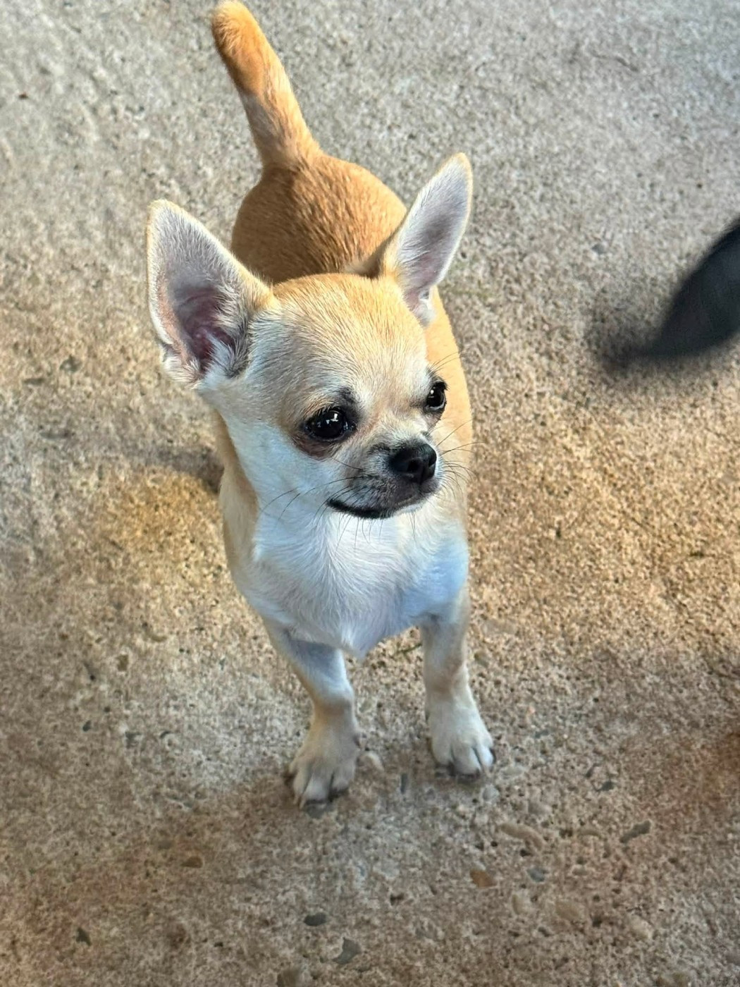 Du royaume de Matiliane - Chiots disponibles - Chihuahua