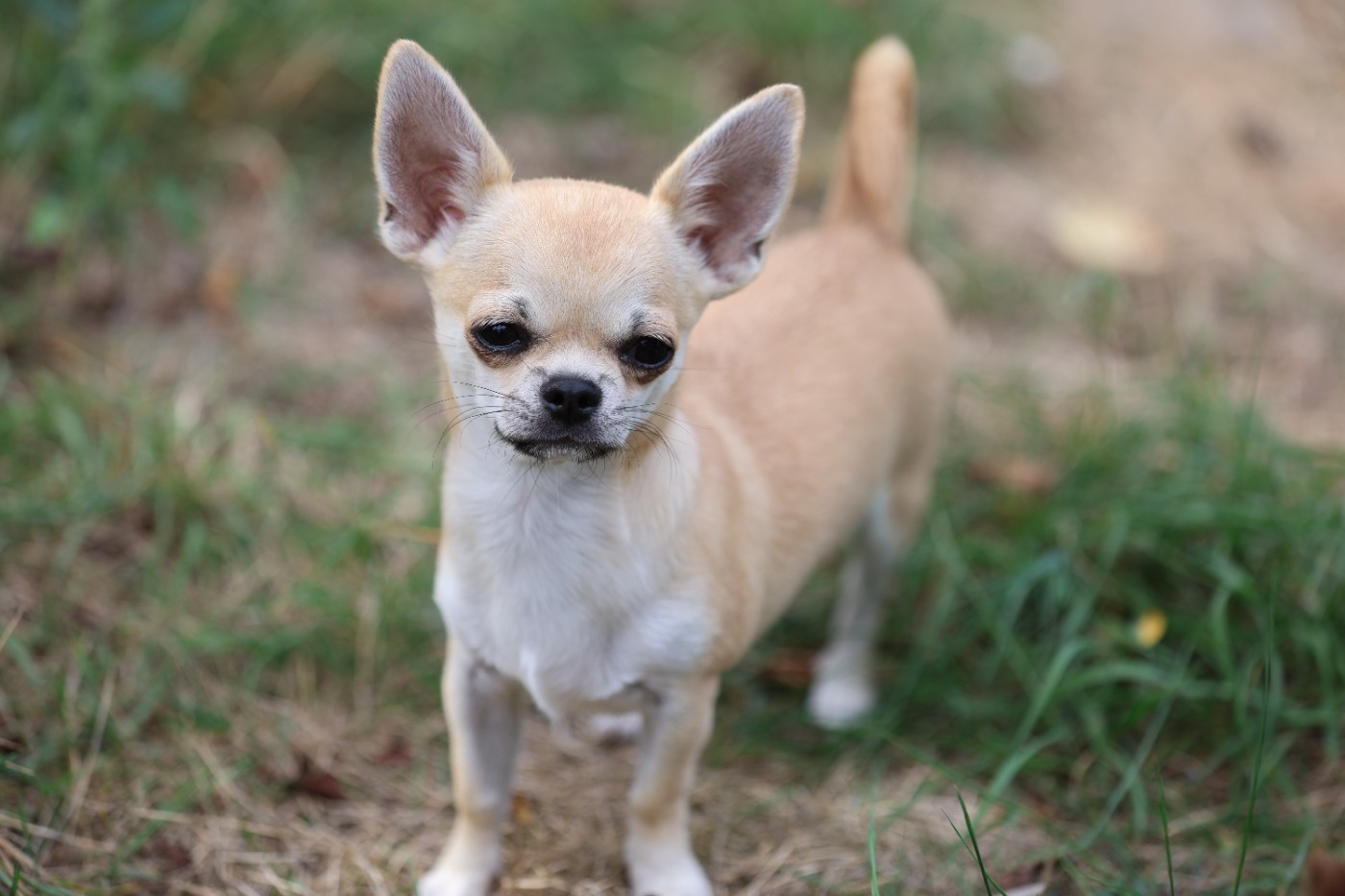 Du royaume de Matiliane - Chiots disponibles - Chihuahua