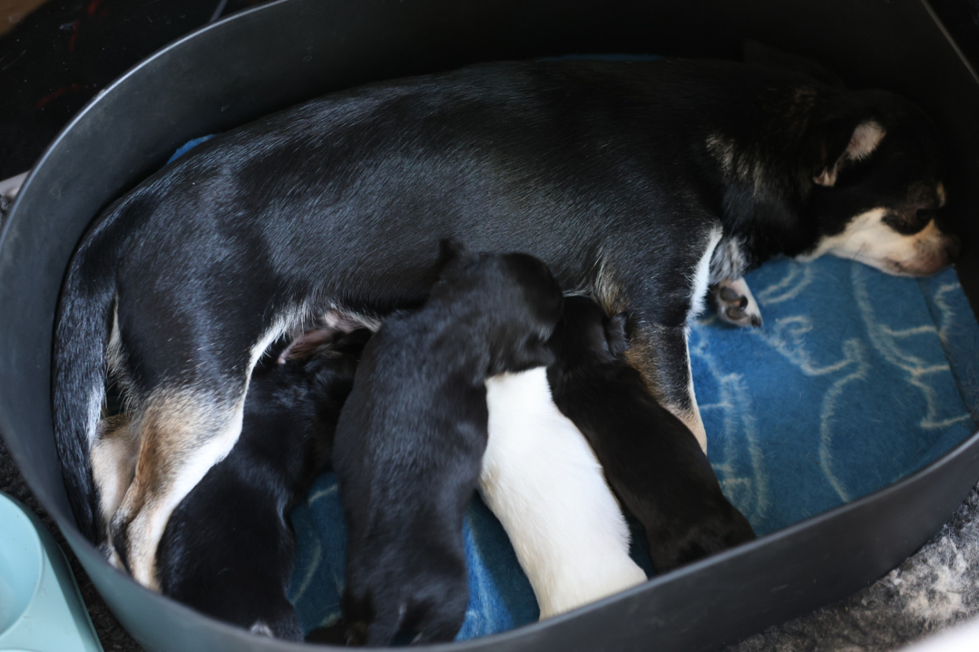 Chiot Chihuahua Du royaume de Matiliane
