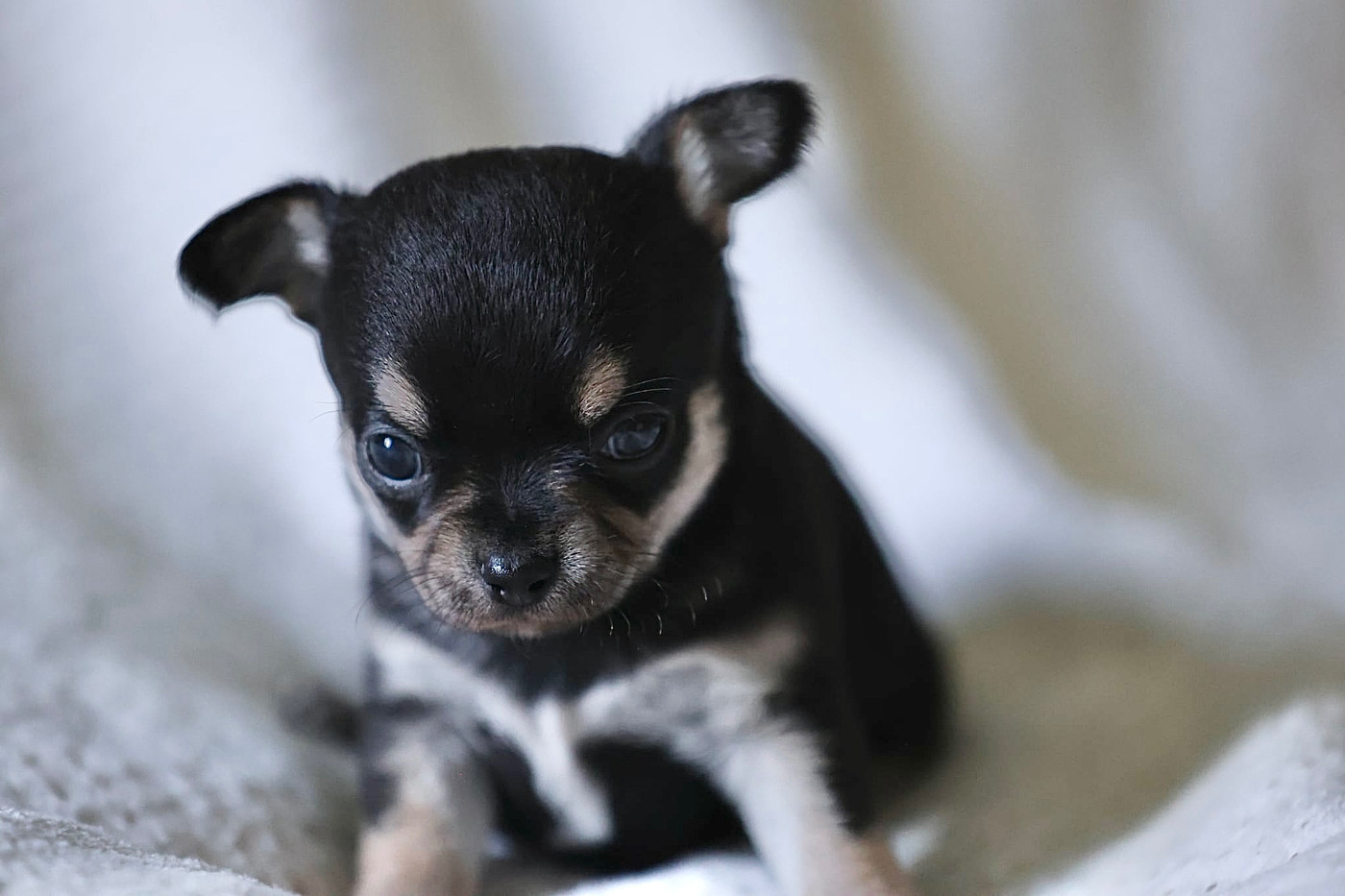 Du royaume de Matiliane - Chiots disponibles - Chihuahua