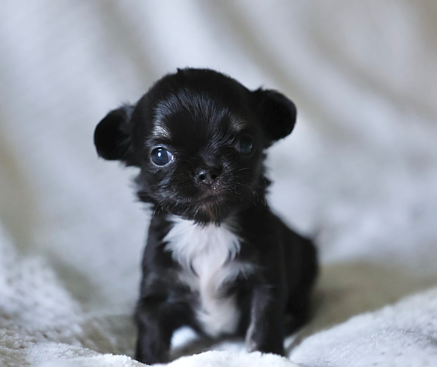 Du royaume de Matiliane - Chiots disponibles - Chihuahua