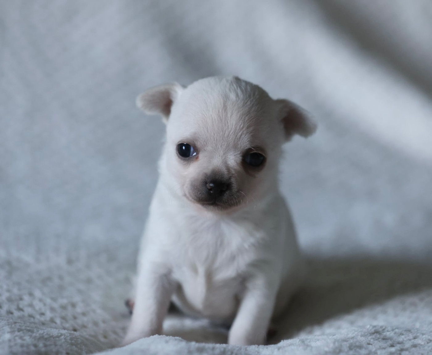 Du royaume de Matiliane - Chiots disponibles - Chihuahua
