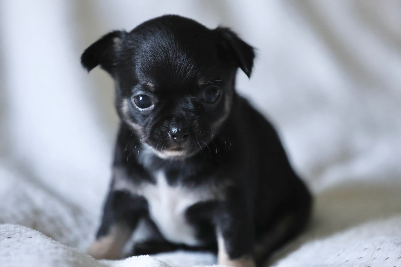 Du royaume de Matiliane - Chiots disponibles - Chihuahua