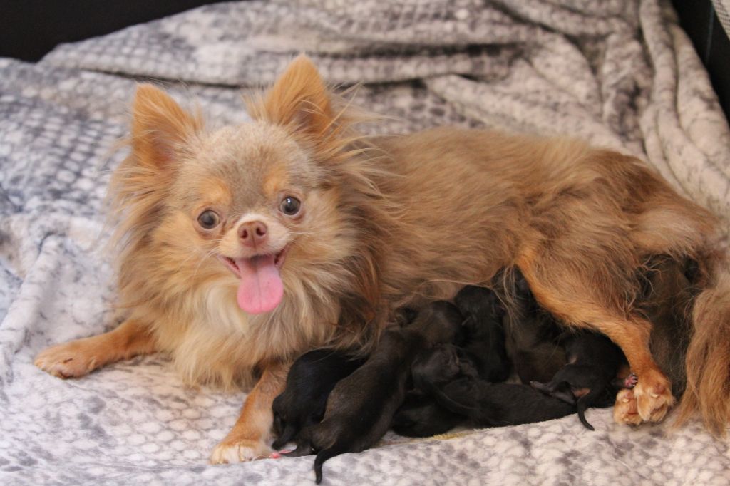 Chiot Chihuahua Du royaume de Matiliane