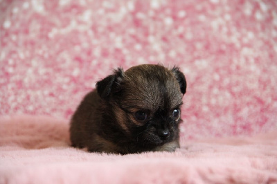CHIOT 5