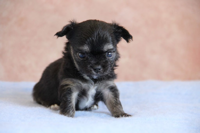 CHIOT 1