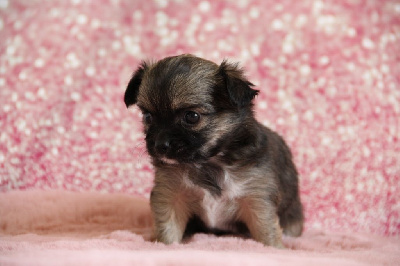 CHIOT 4